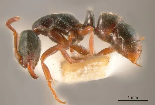 Austroponera rufonigra specimen