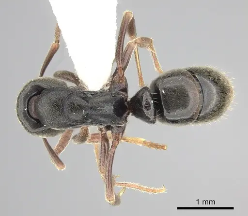 Austroponera rufonigra - CASENT0249178