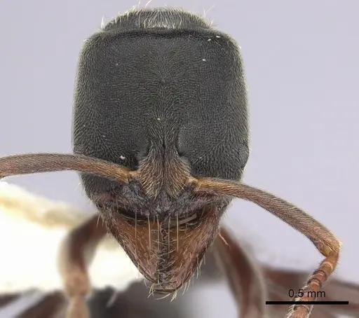 Austroponera rufonigra - CASENT0249178