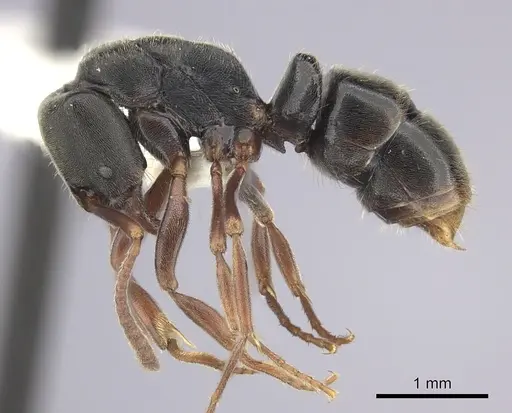 Austroponera rufonigra - CASENT0249178