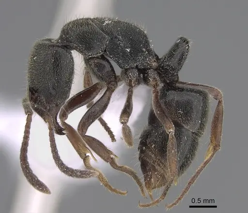 Austroponera rufonigra - CASENT0887811