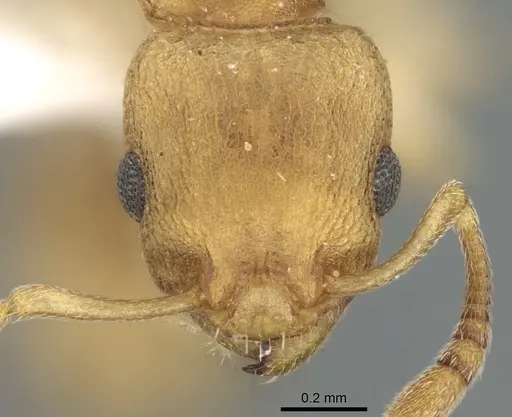 Axinidris denticulata specimen