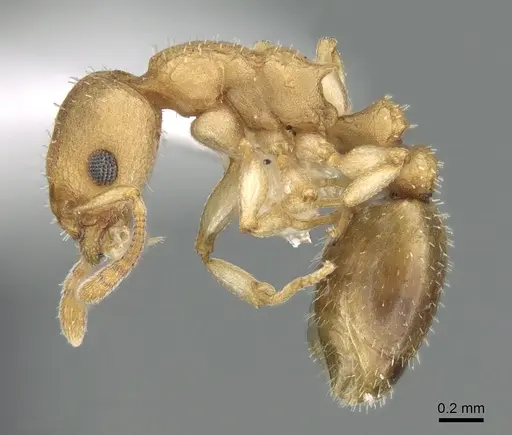 Axinidris denticulata specimen