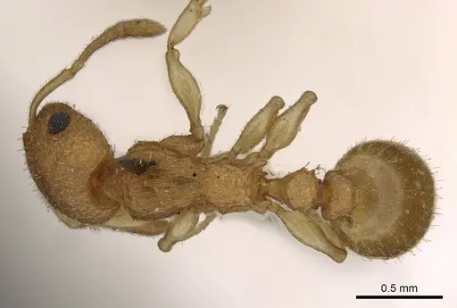 Axinidris denticulata - CASENT0908992