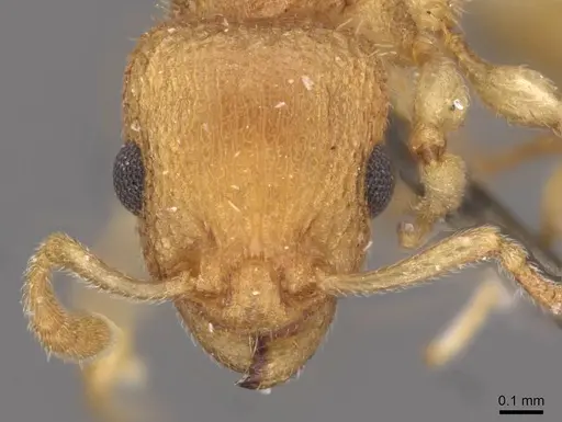 Axinidris denticulata - CASENT0908992