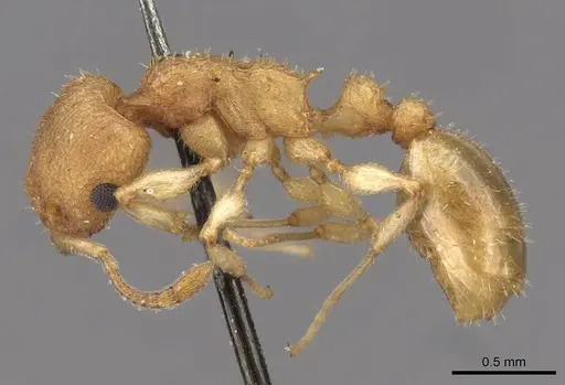 Axinidris denticulata - CASENT0908992