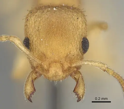 Axinidris denticulata - CASENT0914923