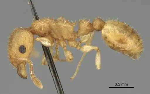 Axinidris denticulata - CASENT0914923