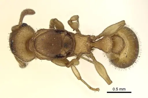 Axinidris denticulata - CASENT0914924