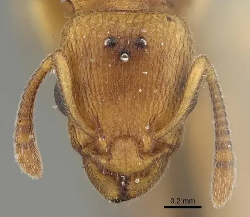 Axinidris denticulata - CASENT0914924
