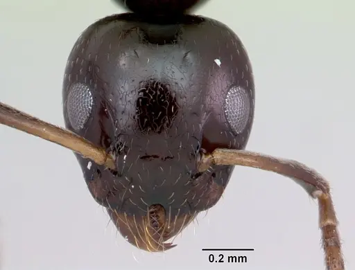 Axinidris gabonica specimen