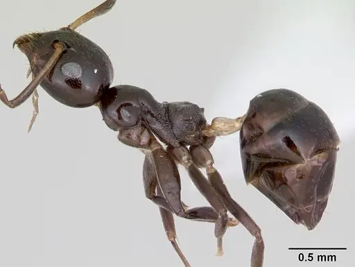 Axinidris gabonica specimen