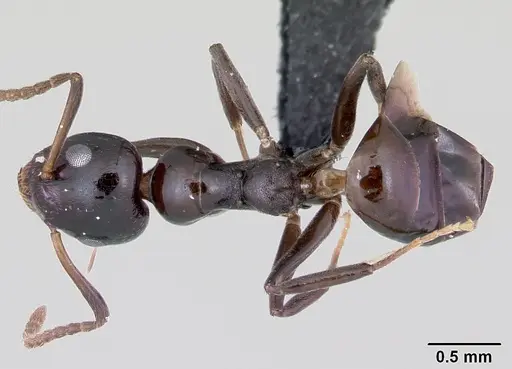 Axinidris gabonica - CASENT0003125