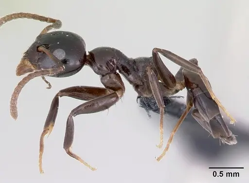 Axinidris gabonica - CASENT0003125