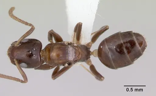 Axinidris gabonica - CASENT0103412