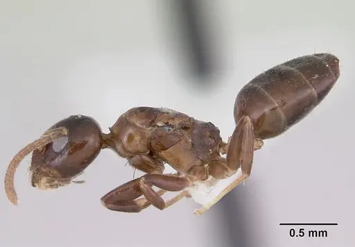 Axinidris gabonica - CASENT0103412