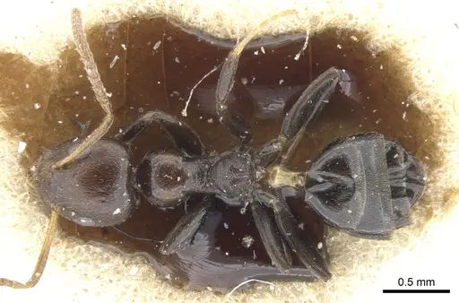 Axinidris ghanensis specimen