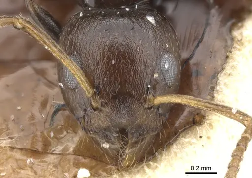 Axinidris ghanensis specimen