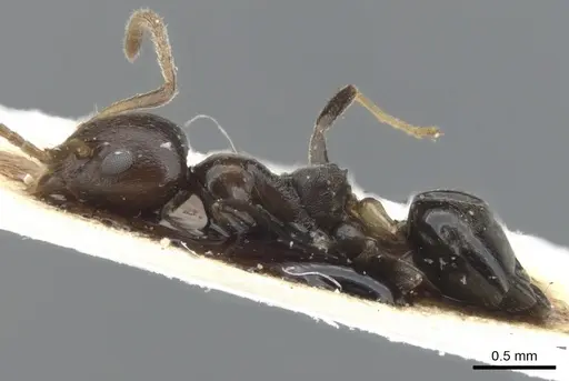 Axinidris ghanensis specimen