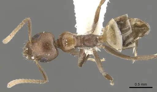 Axinidris hylekoites specimen