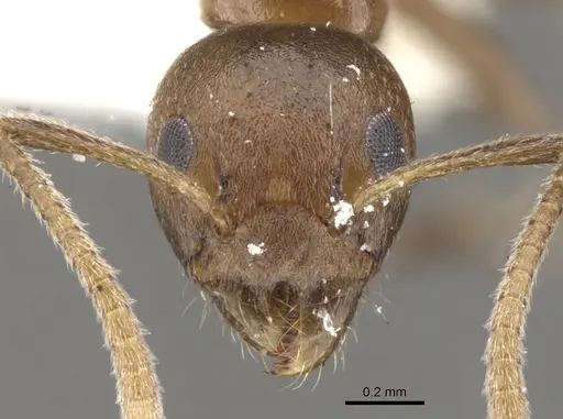 Axinidris hylekoites specimen