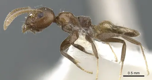 Axinidris hylekoites specimen