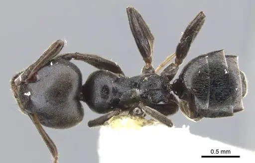 Axinidris kakamegensis specimen