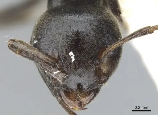 Axinidris kakamegensis specimen