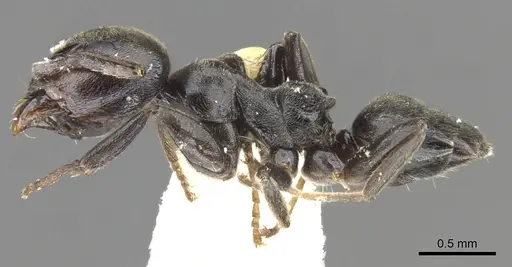 Axinidris kakamegensis specimen