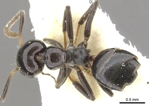 Axinidris kinoin specimen