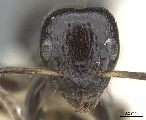 Axinidris kinoin specimen