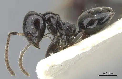 Axinidris kinoin specimen