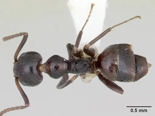 Axinidris lignicola specimen