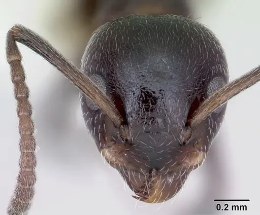 Axinidris lignicola specimen