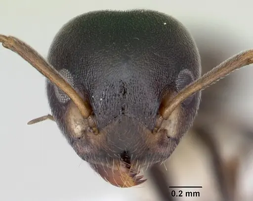 Axinidris luhya specimen