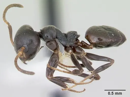 Axinidris luhya specimen