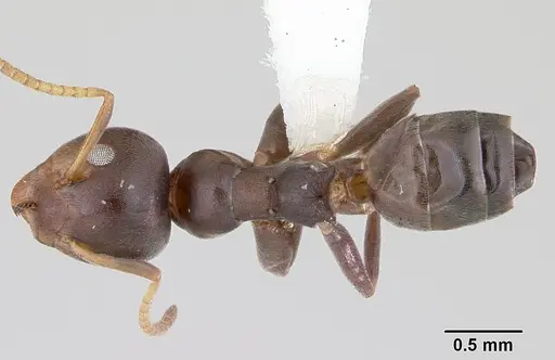 Axinidris luhya - CASENT0172615