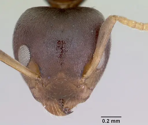 Axinidris luhya - CASENT0172615