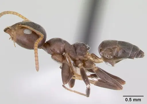 Axinidris luhya - CASENT0172615