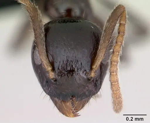 Axinidris murielae specimen