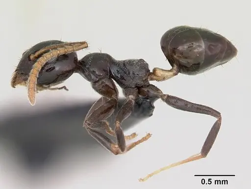 Axinidris murielae specimen