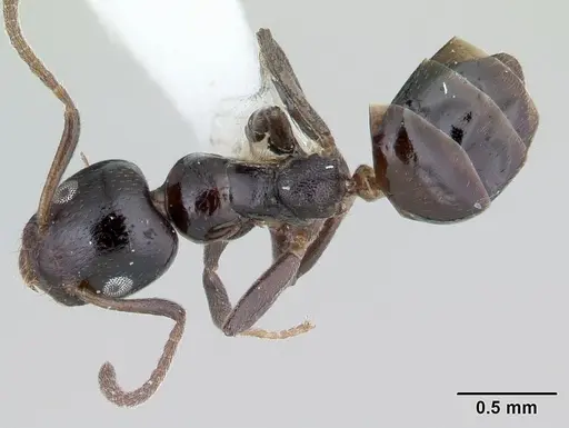 Axinidris murielae - CASENT0178281