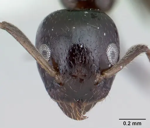 Axinidris murielae - CASENT0178281