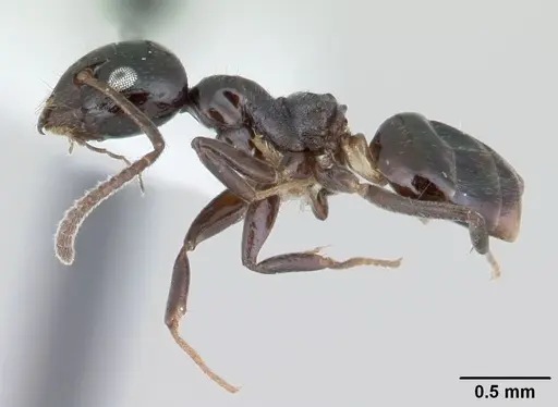 Axinidris murielae - CASENT0178281