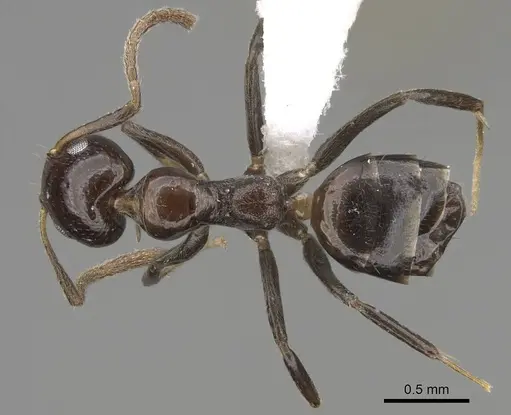 Axinidris murielae - CASENT0405633