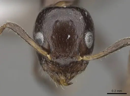 Axinidris murielae - CASENT0405633