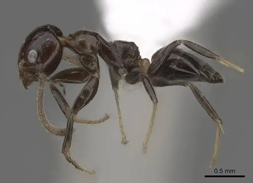 Axinidris murielae - CASENT0405633