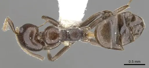 Axinidris murielae - CASENT0902937