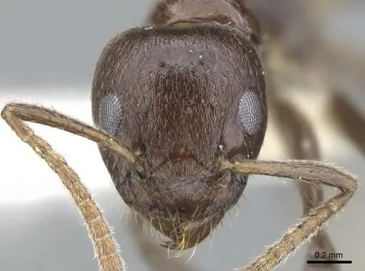 Axinidris murielae - CASENT0902937