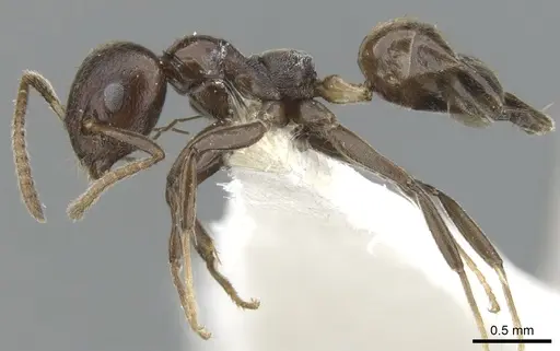 Axinidris murielae - CASENT0902937